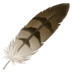 :feather: