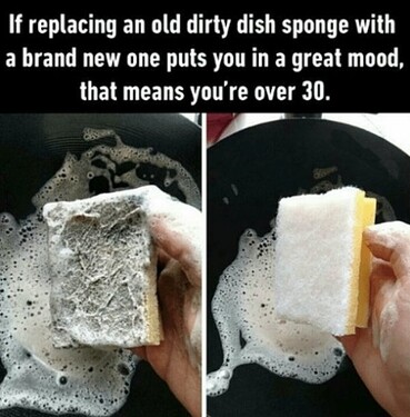 dish spong