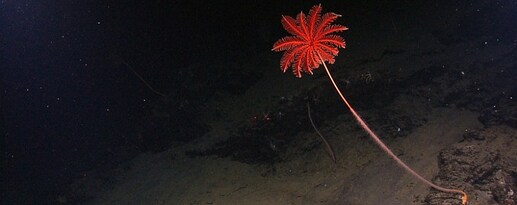 Red-sea-lily-stalked-crinoid-NOAA