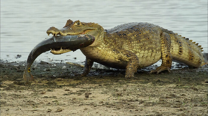 crocodiles_fish_reptiles-123361.jpg!d