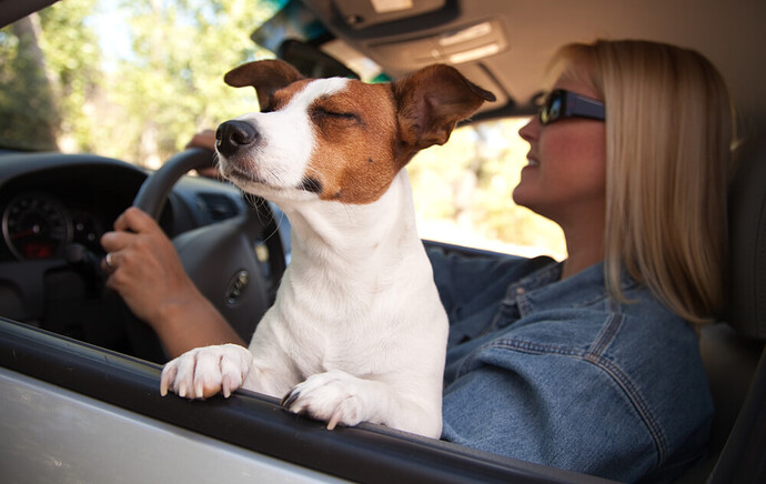 happy-dog-in-car