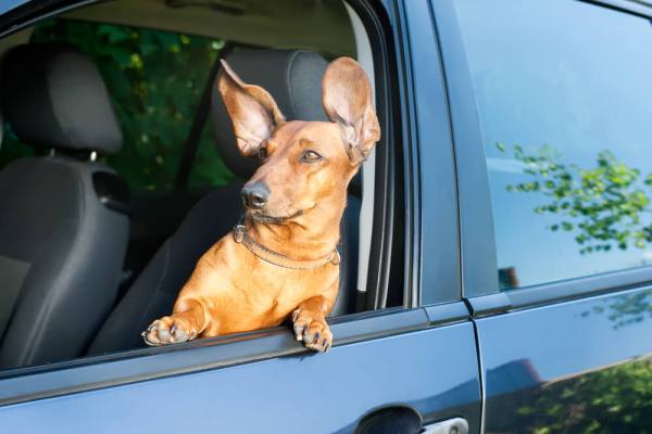 alert-dog-in-car