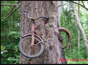 bike in tree