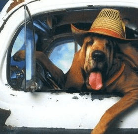 Hillbilly-dog-in-truck