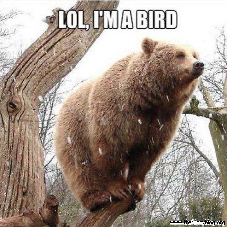 1911495264-bear-bird-funny-picture